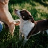 Illustration : 17 comportements humains que les chiens ne comprennent pas
