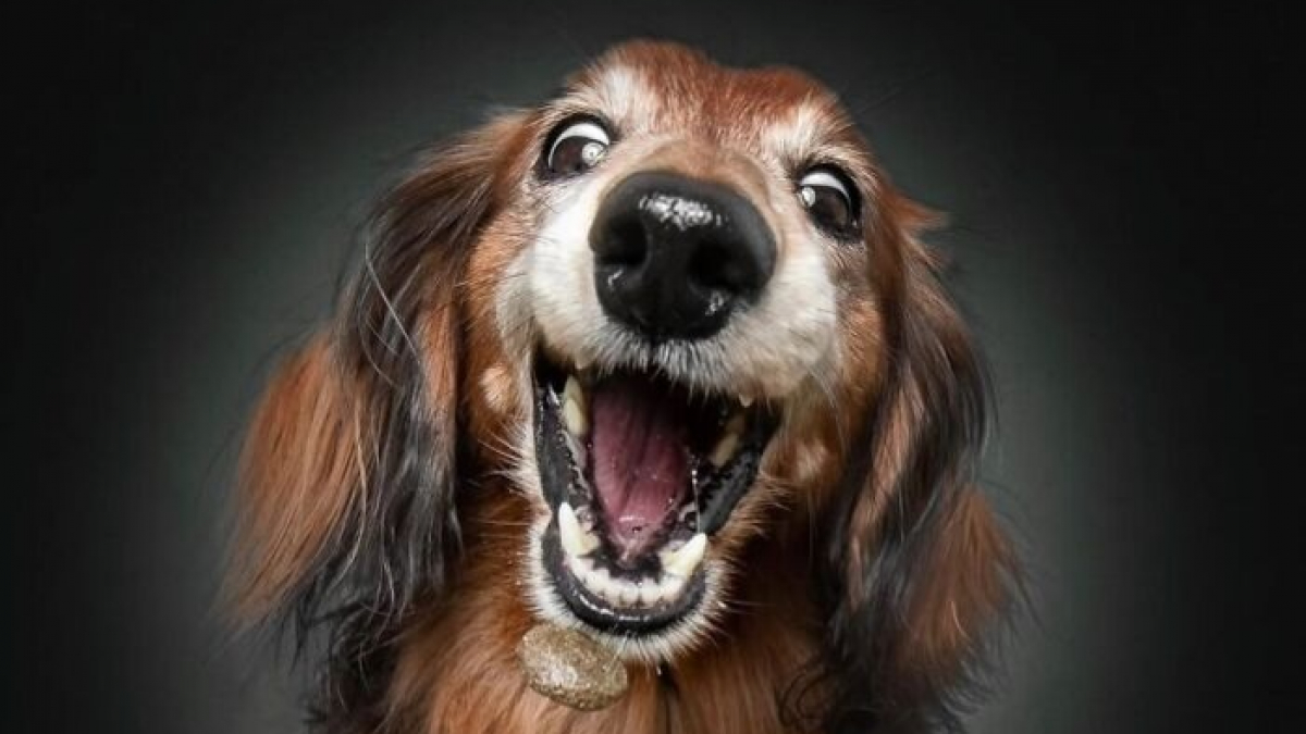 Illustration : "14 photos de chiens âgés pour faire fondre votre coeur"