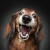 Illustration : 14 photos de chiens &acirc;g&eacute;s pour faire fondre votre coeur