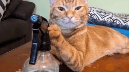 Illustration : 17 chats pris sur le fait dans des situations comiques