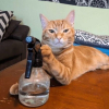 Illustration : 17 chats pris sur le fait dans des situations comiques