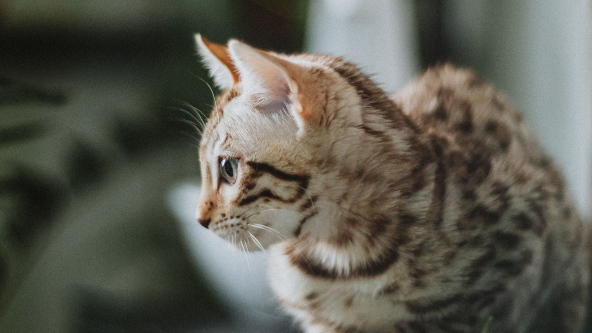 Illustration : "6 races de chats habituées aux climats chauds"
