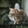 Illustration : 6 races de chats habitu&eacute;es aux climats chauds