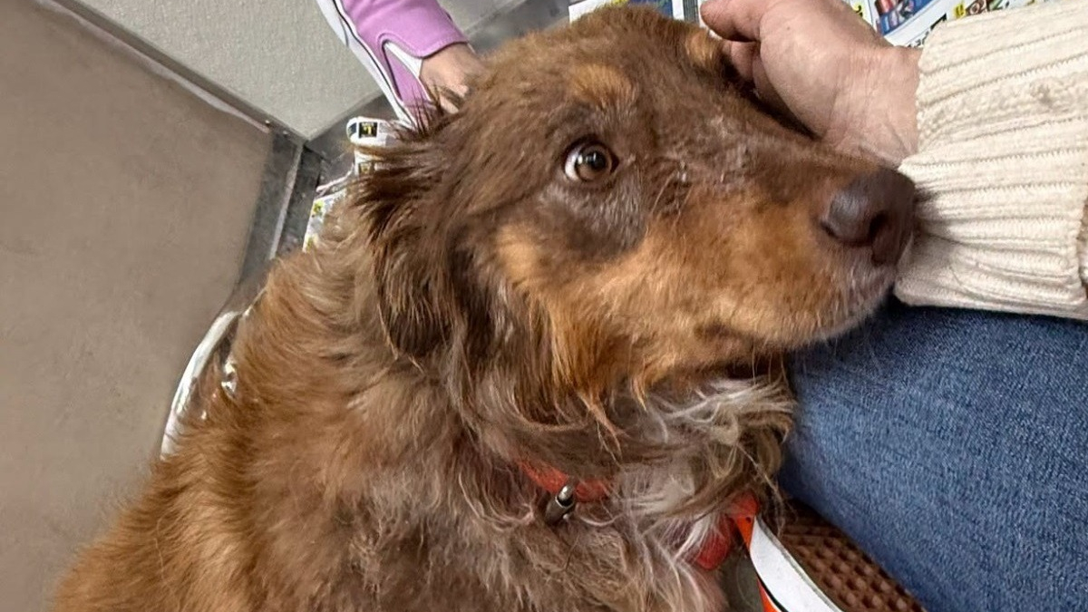 Illustration : "Blessée dans une scierie et non soignée pendant deux mois cette chienne est sauvée par une amputation"