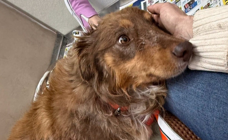 Blessée dans une scierie et non soignée pendant deux mois cette chienne est sauvée par une amputation