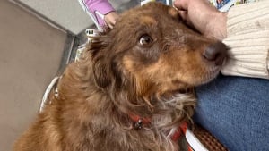 Illustration : Bless&eacute;e dans une scierie et non soign&eacute;e pendant deux mois cette chienne est sauv&eacute;e par une amputation