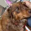 Illustration : Bless&eacute;e dans une scierie et non soign&eacute;e pendant deux mois cette chienne est sauv&eacute;e par une amputation