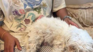 Illustration : Totalement rassurée par la présence de sa maîtresse cette chienne Maltipoo donne naissance à 4 chiots (vidéo)