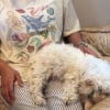 Illustration : Totalement rassur&eacute;e par la pr&eacute;sence de sa ma&icirc;tresse cette chienne Maltipoo donne naissance &agrave; 4 chiots (vid&eacute;o)