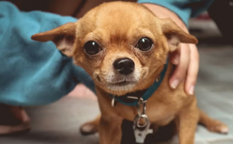 Aveugle, un chien abandonné se sent enfin en sécurité grâce à un refuge pour animaux âgés et à ses nouveaux amis