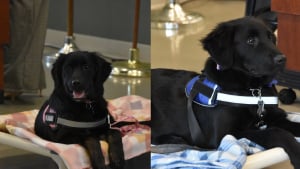 Illustration : Éduqués par la police ces 2 chiens de refuge sont devenus chien d'assistance et animal de compagnie