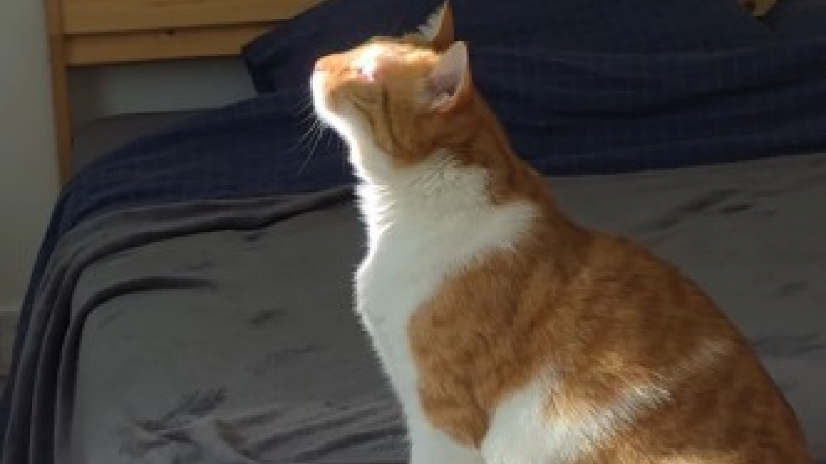 Illustration : "La vidéo très touchante de ce chat aveugle qui profite simplement de la chaleur d'un rayon de soleil"