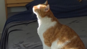 Illustration : La vidéo très touchante de ce chat aveugle qui profite simplement de la chaleur d'un rayon de soleil