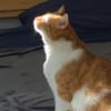 Illustration : La vid&eacute;o tr&egrave;s touchante de ce chat aveugle qui profite simplement de la chaleur d'un rayon de soleil