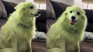 Illustration : Le pelage blanc immaculé de cette chienne devient tout vert après quelques roulades sur la pelouse fraîchement tondue (vidéo)