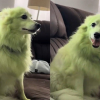 Illustration : Le pelage blanc immacul&eacute; de cette chienne devient tout vert apr&egrave;s quelques roulades sur la pelouse fra&icirc;chement tondue (vid&eacute;o)