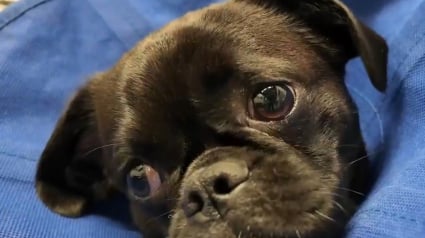Illustration : Perdu pendant une temp&ecirc;te ce jeune chien crois&eacute; Carlin est retrouv&eacute; bless&eacute; sous une voiture gr&acirc;ce &agrave; un drone