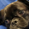 Illustration : Perdu pendant une temp&ecirc;te ce jeune chien crois&eacute; Carlin est retrouv&eacute; bless&eacute; sous une voiture gr&acirc;ce &agrave; un drone