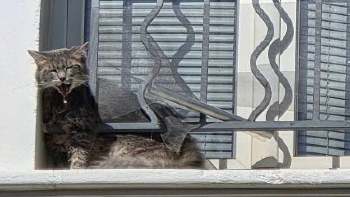 Illustration : "Coincé sur un balcon sous une chaleur accablante, un chat roux lance des appels désespérés avant d’être secouru par les pompiers du Vaucluse (84)"