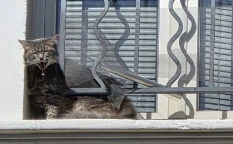 Coincé sur un balcon sous une chaleur accablante, un chat roux lance des appels désespérés avant d’être secouru par les pompiers du Vaucluse (84)