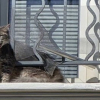 Illustration : Coinc&eacute; sur un balcon sous une chaleur accablante, un chat roux lance des appels d&eacute;sesp&eacute;r&eacute;s avant d&rsquo;&ecirc;tre secouru par les pompiers du Vaucluse (84)
