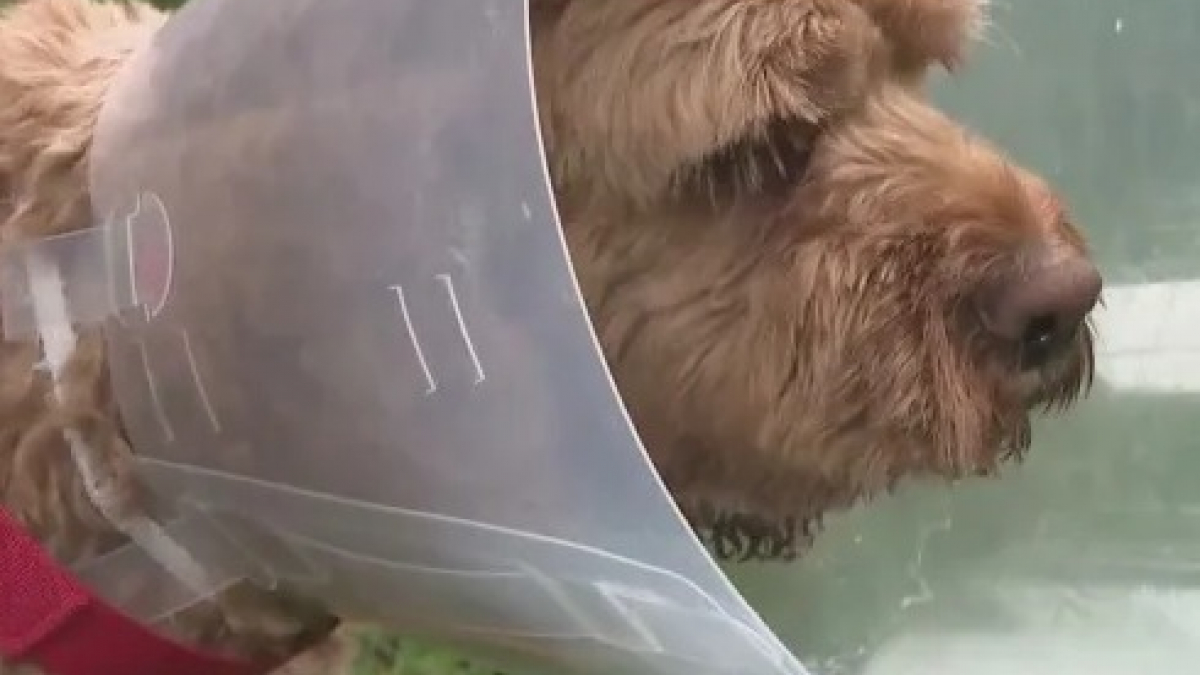 Illustration : "Attaqué par un ours alors qu'il jouait à la balle, un chien est sauvé in extremis par les cris de son maître"