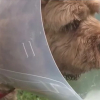 Illustration : Attaqu&eacute; par un ours alors qu'il jouait &agrave; la balle, un chien est sauv&eacute; in extremis par les cris de son ma&icirc;tre