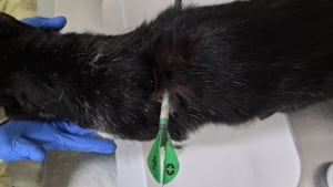 Un chat errant transpercé par une flèche est opéré en urgence et survit à cet acte inqualifiable auquel une association cherche des réponses