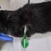 Illustration : Un chat errant transperc&eacute; par une fl&egrave;che est op&eacute;r&eacute; en urgence et survit &agrave; cet acte inqualifiable auquel une association cherche des r&eacute;ponses