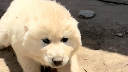Illustration : Apr&egrave;s le signalement d&rsquo;un animal jug&eacute; agressif pr&egrave;s d&rsquo;une maison, une b&eacute;n&eacute;vole rencontre une adorable chienne et ses 2 chiots (vid&eacute;o)