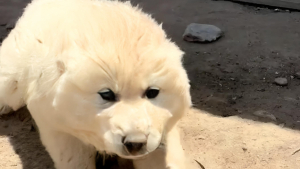Après le signalement d’un animal jugé agressif près d’une maison, une bénévole rencontre une adorable chienne et ses 2 chiots (vidéo)