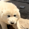 Illustration : Apr&egrave;s le signalement d&rsquo;un animal jug&eacute; agressif pr&egrave;s d&rsquo;une maison, une b&eacute;n&eacute;vole rencontre une adorable chienne et ses 2 chiots (vid&eacute;o)