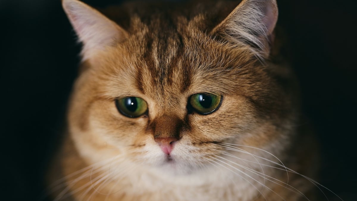 Illustration : "Les chats font-ils le deuil de leurs compagnons ? La réponse d'une étude scientifique"