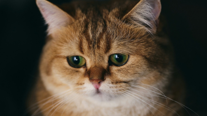 Illustration : Les chats font-ils le deuil de leurs compagnons ? La r&eacute;ponse d'une &eacute;tude scientifique