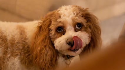 Illustration : Pourquoi votre chien se l&egrave;che-t-il fr&eacute;n&eacute;tiquement les babines ?