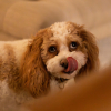 Illustration : Pourquoi votre chien se l&egrave;che-t-il fr&eacute;n&eacute;tiquement les babines ?