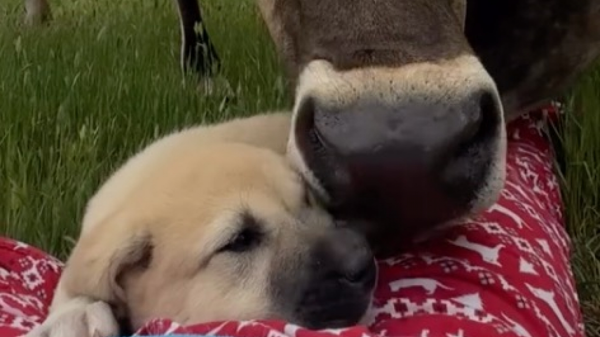 Illustration : "Le plus jeune chien de la ferme reçoit un accueil bienveillant et chaleureux de la part de 3 vaches protectrices (vidéo)"