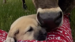 Illustration : Le plus jeune chien de la ferme reçoit un accueil bienveillant et chaleureux de la part de 3 vaches protectrices (vidéo)