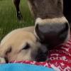Illustration : Le plus jeune chien de la ferme re&ccedil;oit un accueil bienveillant et chaleureux de la part de 3 vaches protectrices (vid&eacute;o)