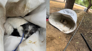 Illustration : Abandonnée dans un panier à linge, une chienne protège ses chiots et ceux d'une autre portée jusqu'à leur prise en charge