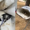 Illustration : Abandonn&eacute;e dans un panier &agrave; linge, une chienne prot&egrave;ge ses chiots et ceux d'une autre port&eacute;e jusqu'&agrave; leur prise en charge