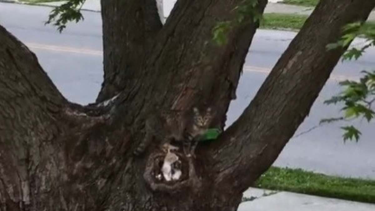 Illustration : "Une chatte errante découverte en train d'élever ses chatons dans un trou d'arbre, elle lance un appel à l'aide et finit par les accueillir (vidéo)"