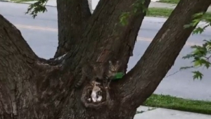 Illustration : Une chatte errante découverte en train d'élever ses chatons dans un trou d'arbre, elle lance un appel à l'aide et finit par les accueillir (vidéo)