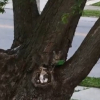 Illustration : Une chatte errante d&eacute;couverte en train d'&eacute;lever ses chatons dans un trou d'arbre, elle lance un appel &agrave; l'aide et finit par les accueillir (vid&eacute;o)