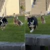 Illustration : Cette chienne choisie comme m&egrave;re par 3 canetons qui la suivent partout ne semble pas vouloir assumer cette responsabilit&eacute; (vid&eacute;o)