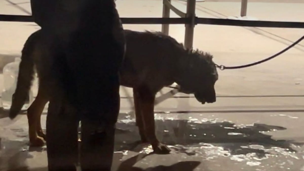 Illustration : "Plainte déposée après le malaise d'un chien de sécurité enfermé pendant 2 heures dans une voiture en pleine canicule, près de la tour Eiffel"