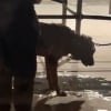 Illustration : Plainte d&eacute;pos&eacute;e apr&egrave;s le malaise d'un chien de s&eacute;curit&eacute; enferm&eacute; pendant 2 heures dans une voiture en pleine canicule, pr&egrave;s de la tour Eiffel