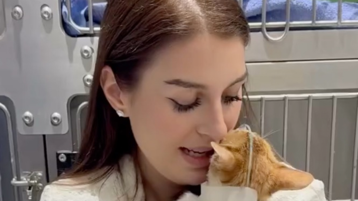 Illustration : "Après son sauvetage, ce chat errant s’agrippe à sa sauveteuse pour lui faire comprendre qu’ « elle est son monde maintenant » (vidéo)"