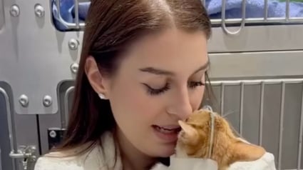 Illustration : Apr&egrave;s son sauvetage, ce chat errant s&rsquo;agrippe &agrave; sa sauveteuse pour lui faire comprendre qu&rsquo; &laquo; elle est son monde maintenant &raquo; (vid&eacute;o)
