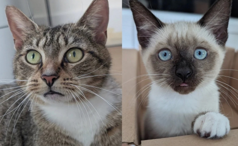 Unique survivante de sa portée cette courageuse chatonne surmonte la maladie avant que sa mère soit adoptée
